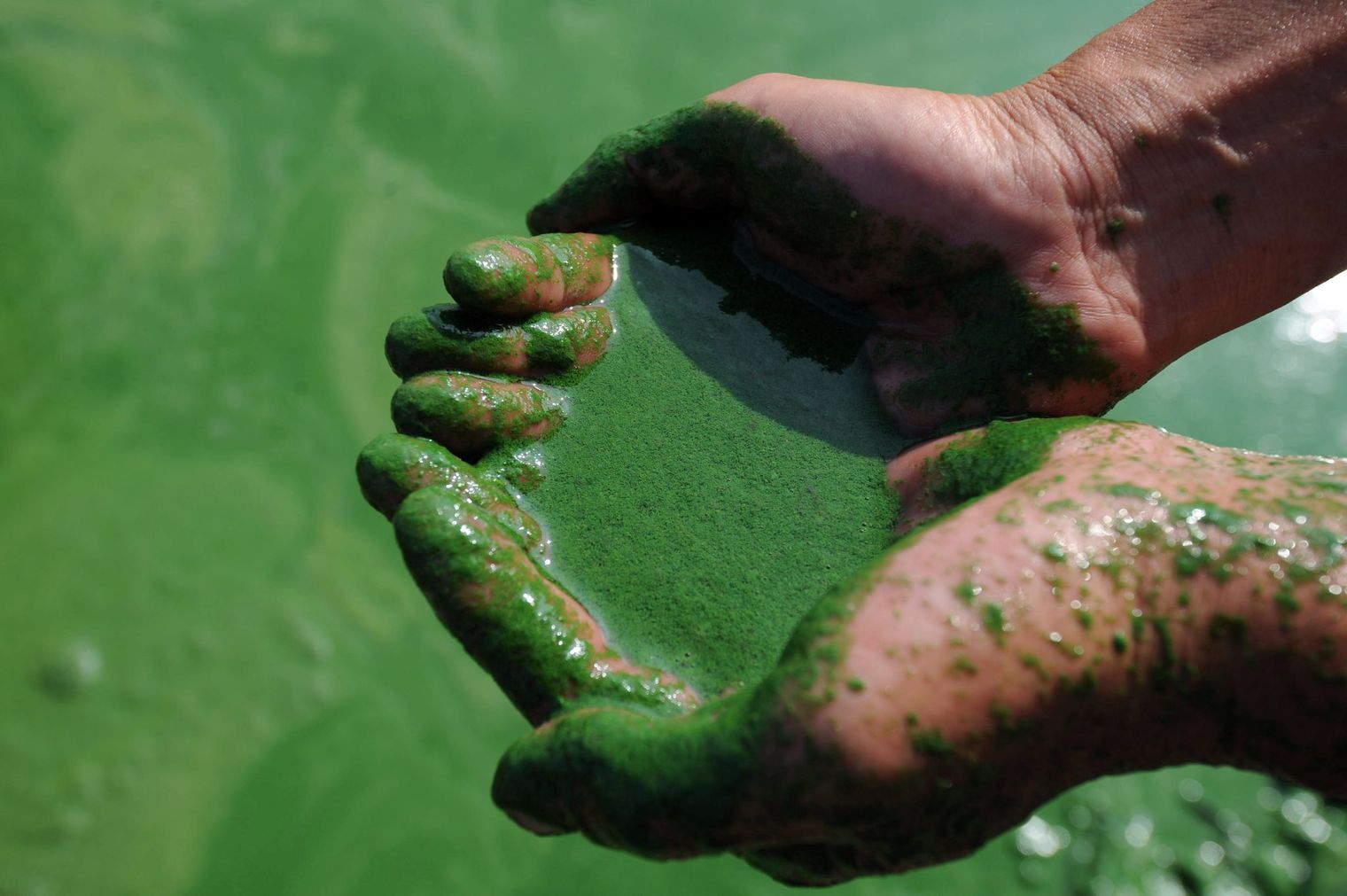 Spiruline bio, mon coup de coeur en phytothérapie