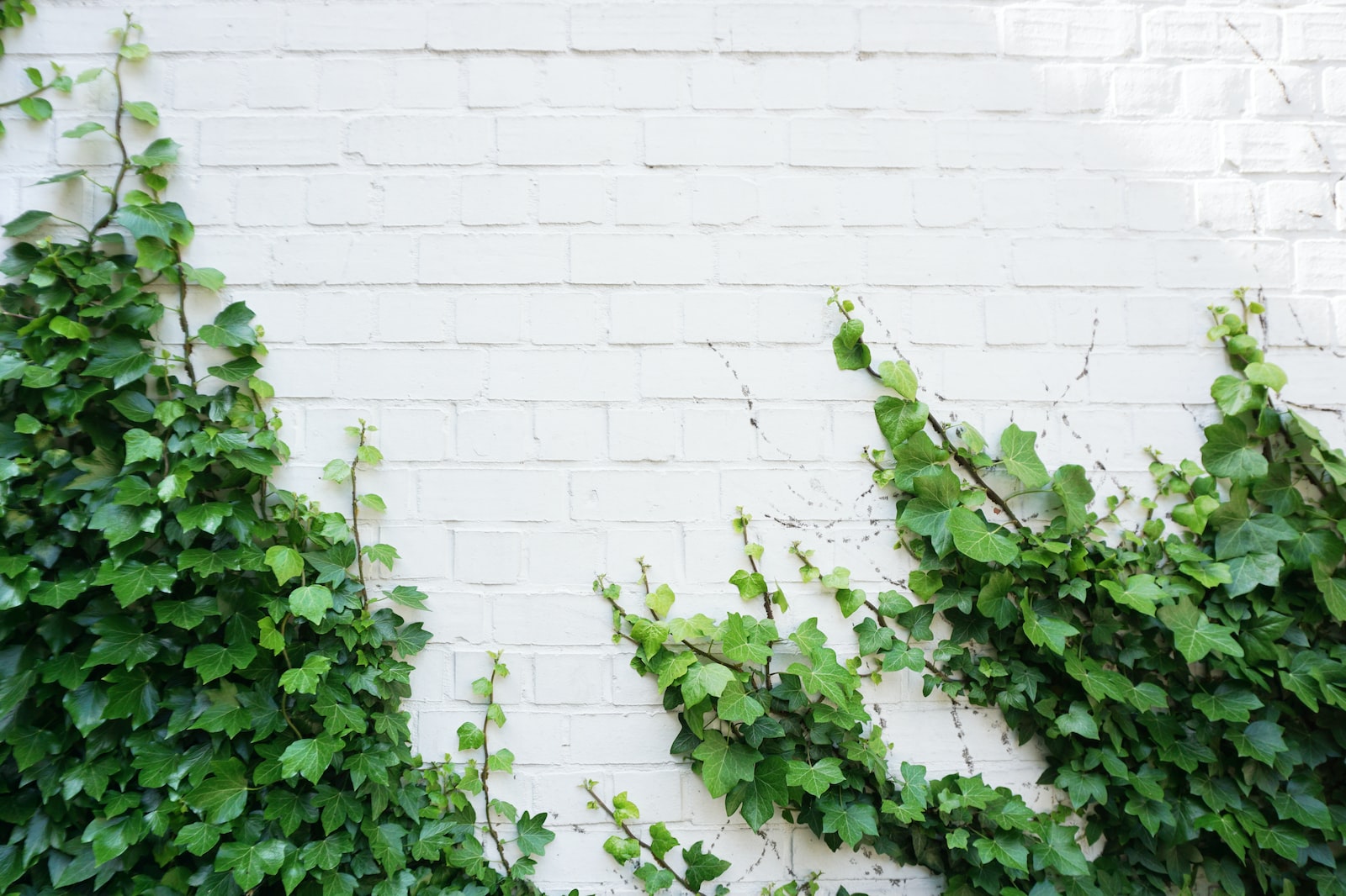 Une vigne grimpante sur un mur blanc